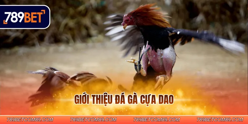 Giới thiệu đá gà cựa dao Giới thiệu đá gà cựa dao