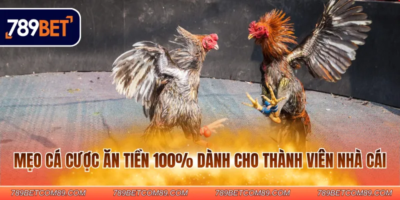 Mẹo cá cược ăn tiền 100% dành cho thành viên nhà cái Mẹo cá cược ăn tiền 100% dành cho thành viên nhà cái